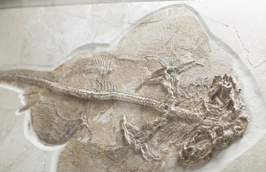 Fossiler Engelhai Pseudorhina acanthoderma aus dem Oberjura