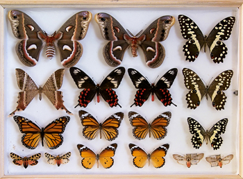 Sammlung Entomologie Schaukasten Schmetterlinge