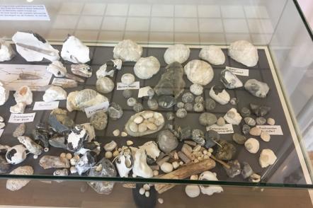 Fossilien von der Ostseeküste